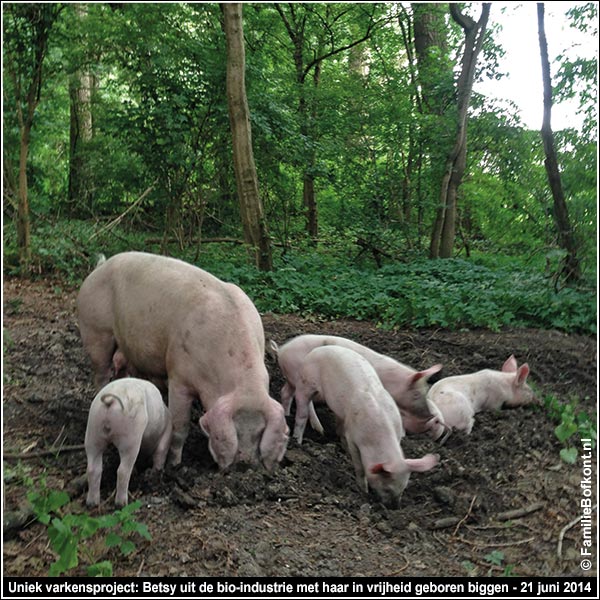 Uniek varkensproject: Betsy uit de bio-industrie met haar in vrijheid geboren biggen - 21 juni 2014