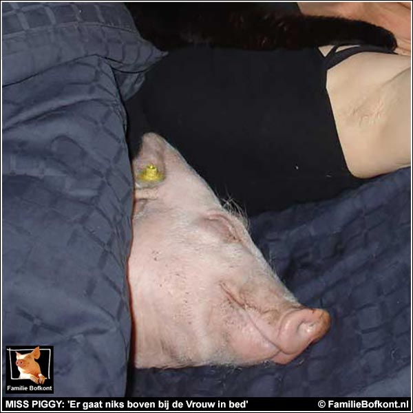 MISS PIGGY: 'Er gaat niks boven bij de Vrouw in bed'