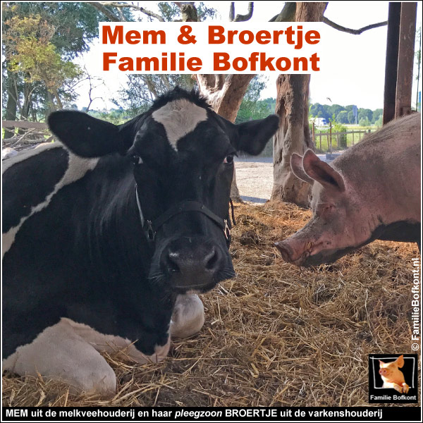 MEM uit de melkveehouderij en haar pleegzoon BROERTJE uit de varkenshouderij