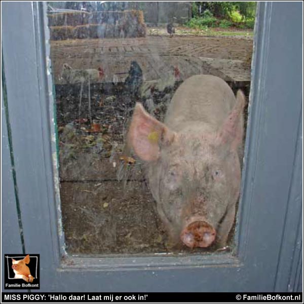 MISS PIGGY: 'Hallo daar! Laat mij er ook in!'