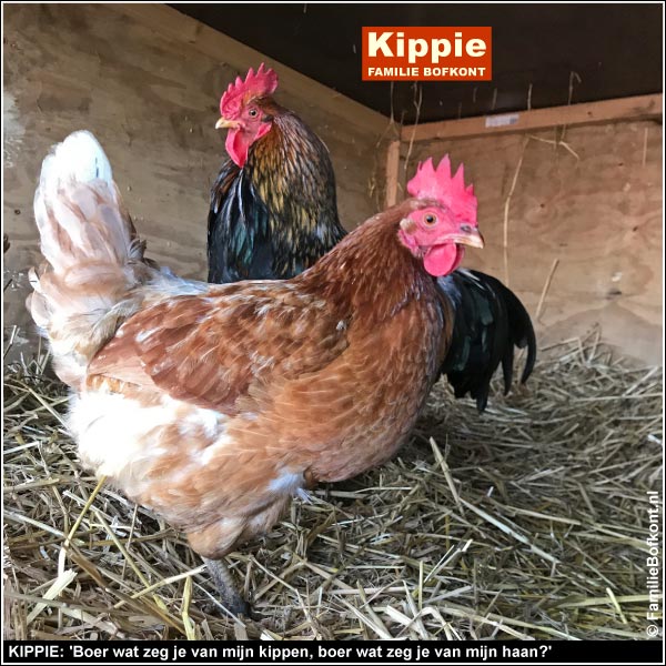 KIPPIE: 'Boer wat zeg je van mijn kippen, boer wat zeg je van mijn haan?'